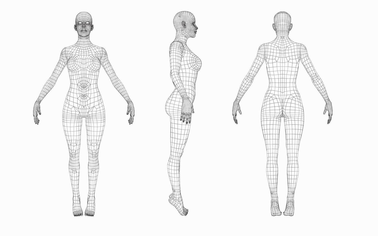 Anatomy Chart